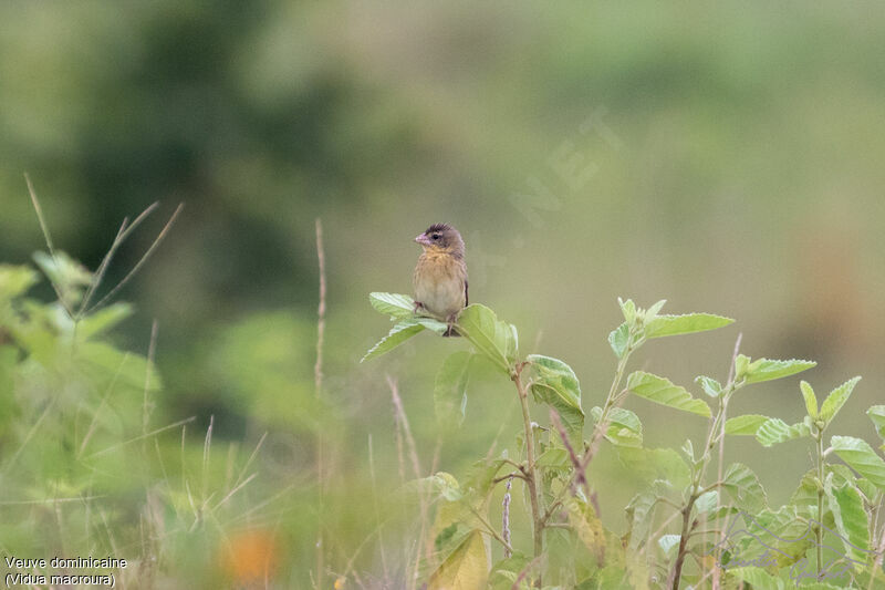 Pin-tailed Whydah female adult breeding, identification