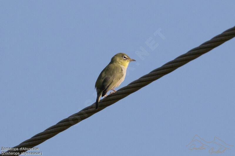 Abyssinian White-eye