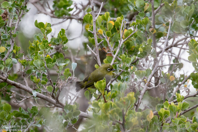 Zostérops du Cap