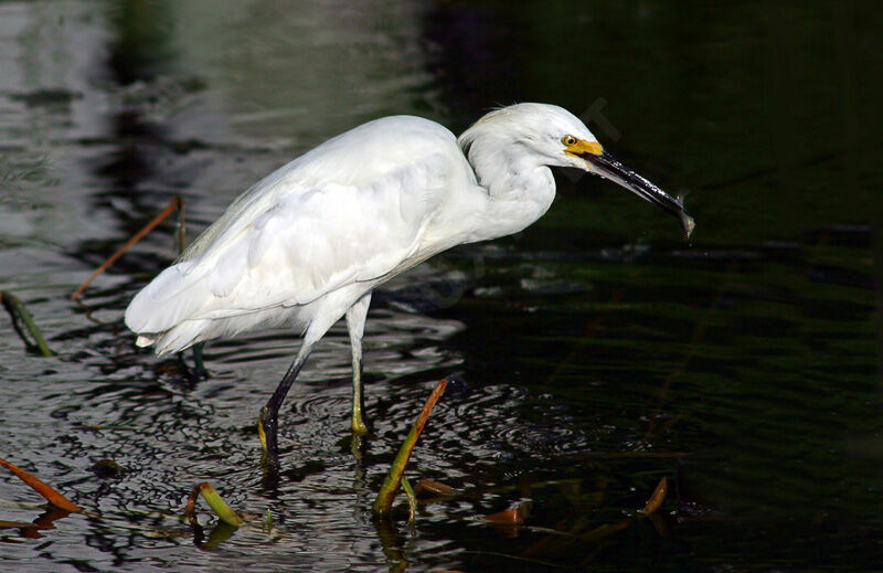 Aigrette neigeuse