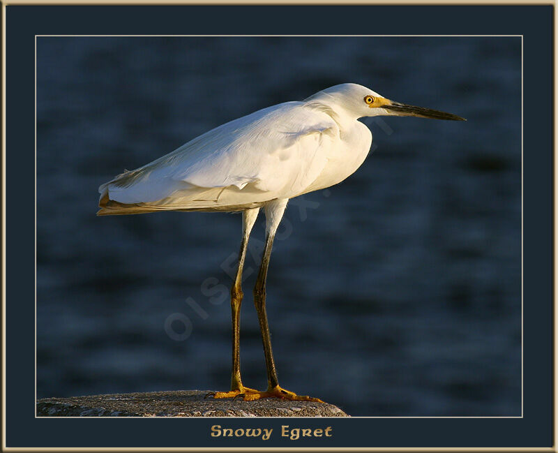 Aigrette neigeuse