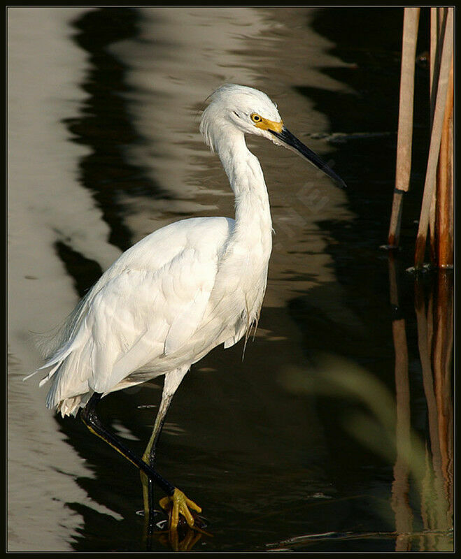 Aigrette neigeuse