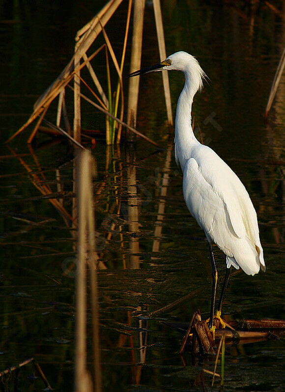 Aigrette neigeuse