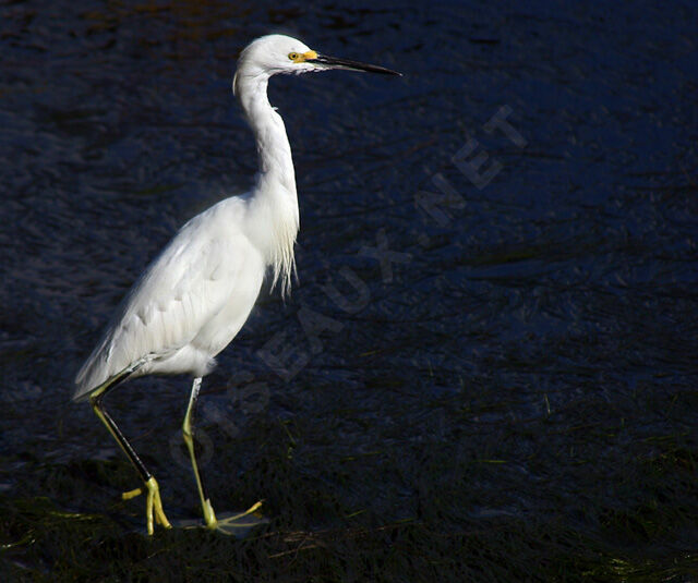 Aigrette neigeuse