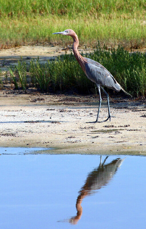 Aigrette roussâtre