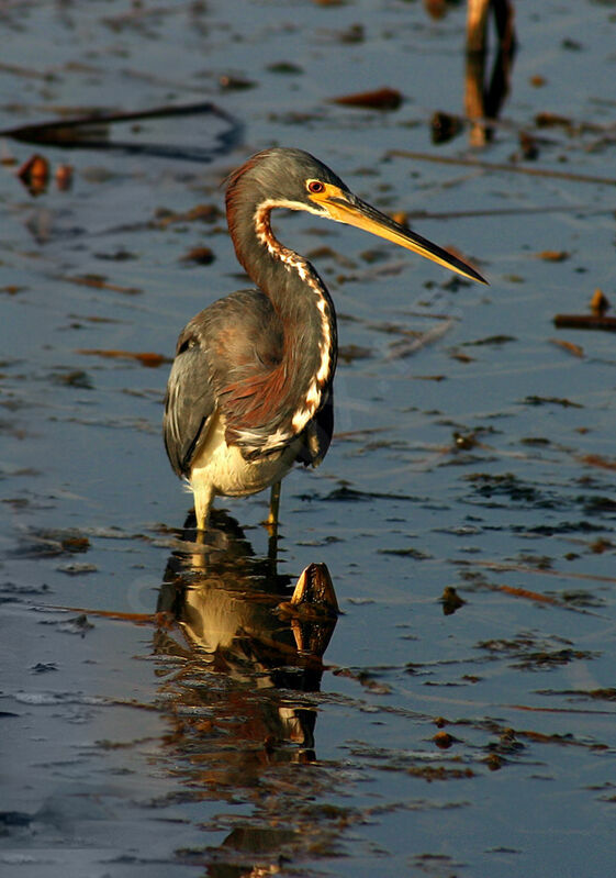 Aigrette tricolore