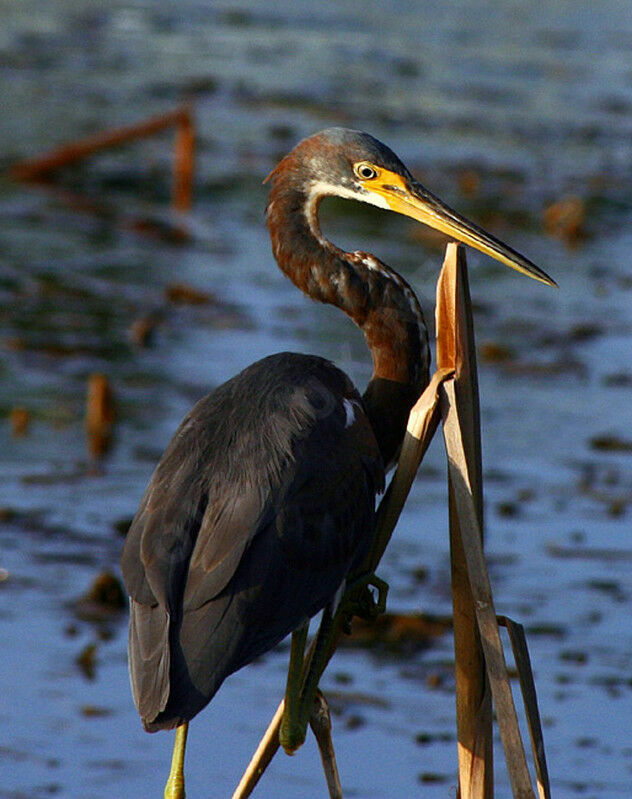 Aigrette tricolore