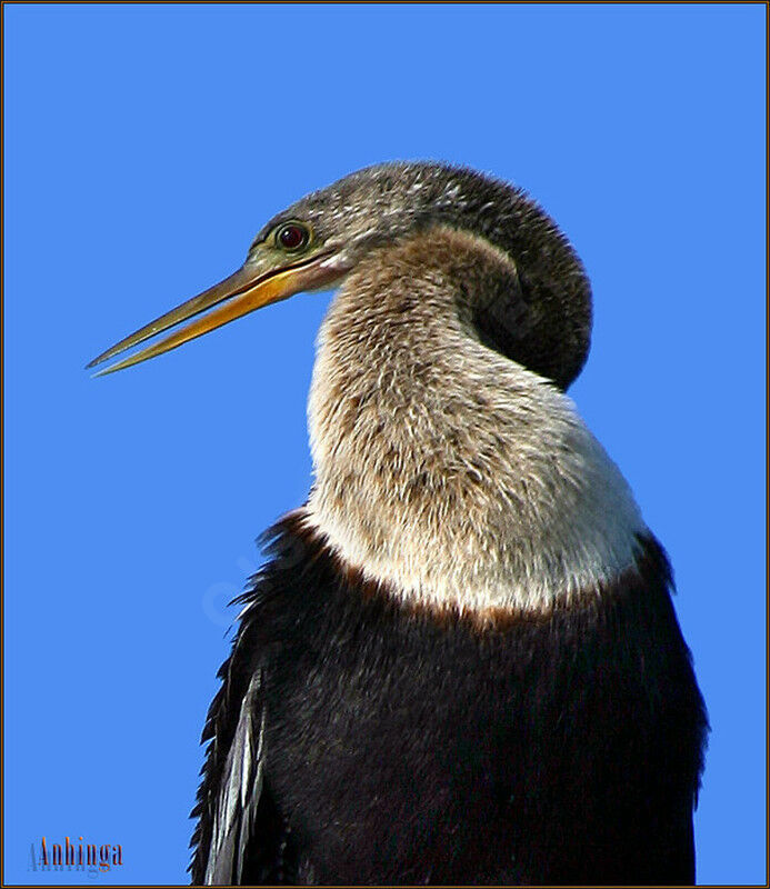 Anhinga d'Amérique