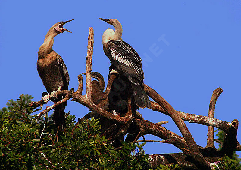 Anhinga d'Amérique