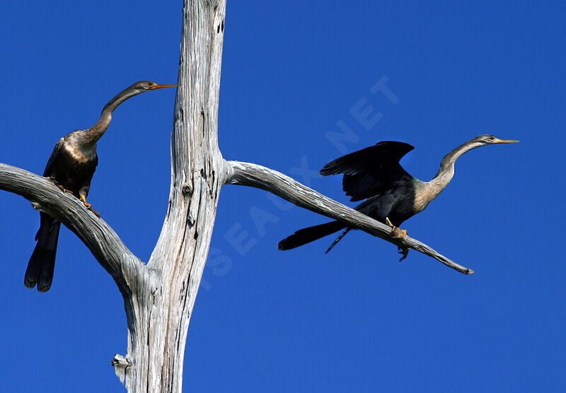 Anhinga d'Amérique