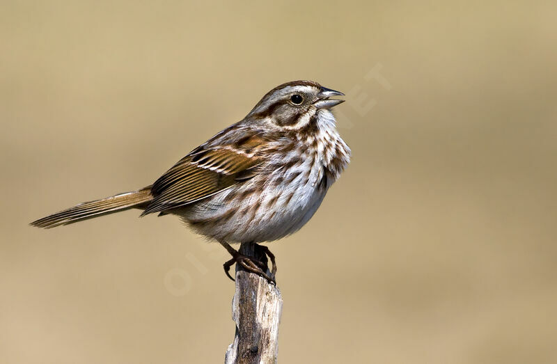 Bruant chanteur, identification