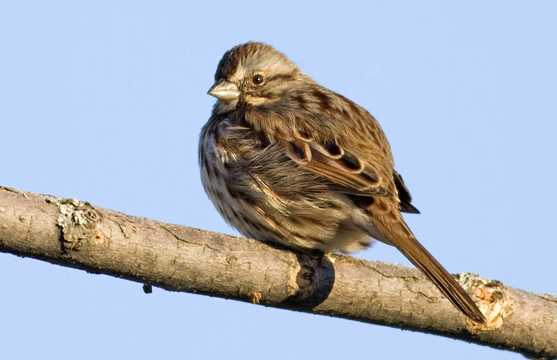 Bruant chanteur, identification