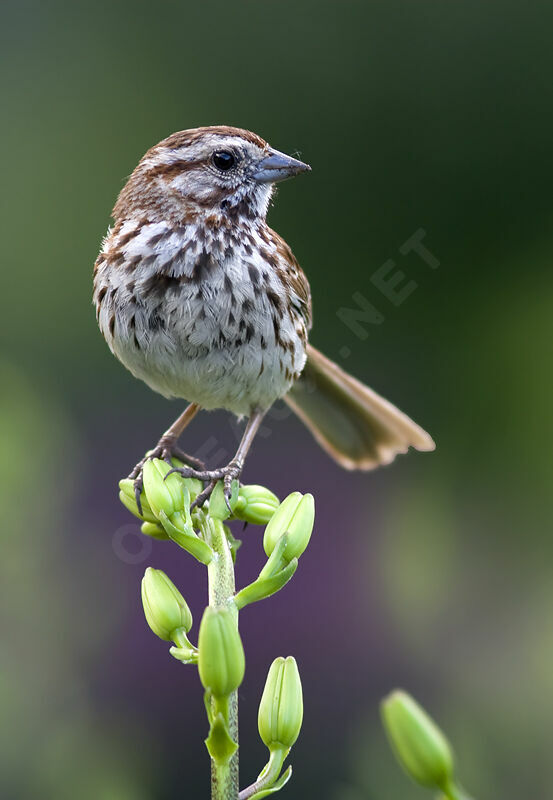 Bruant chanteur, identification