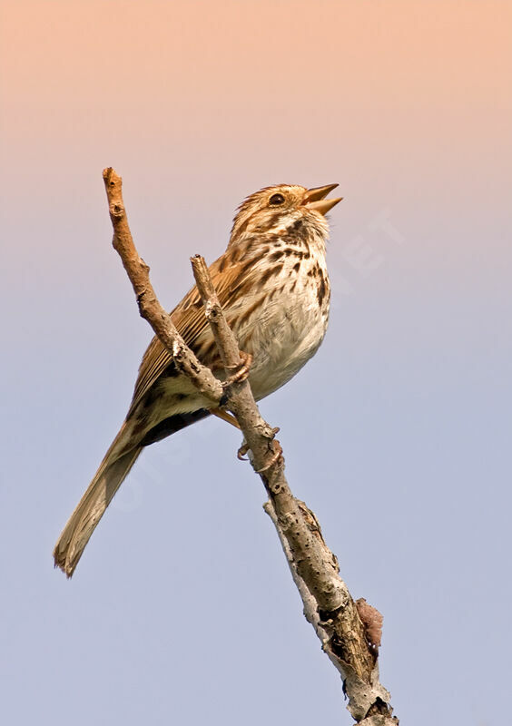 Bruant chanteur, identification, Comportement