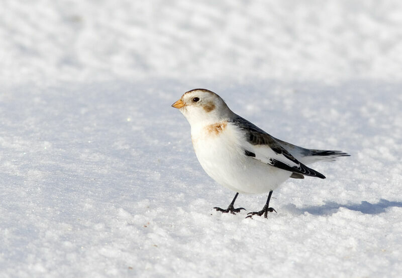 Snow Bunting