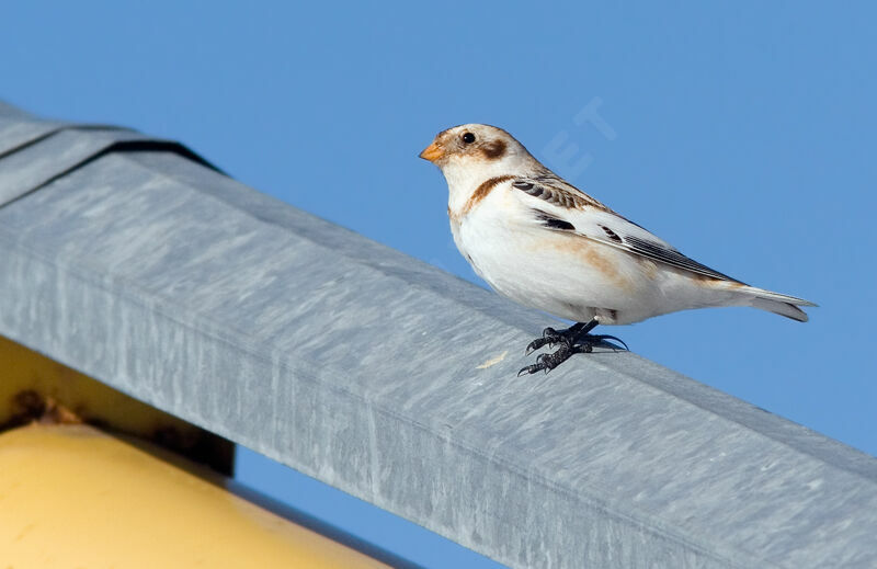 Snow Bunting