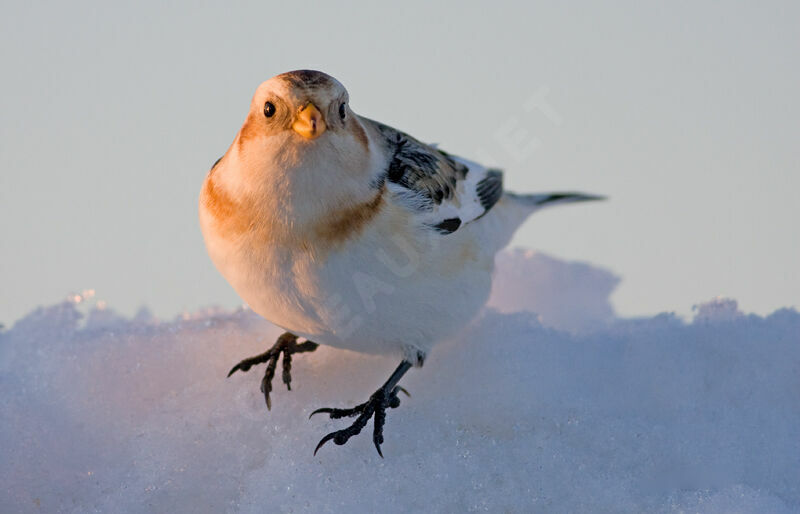 Snow Bunting