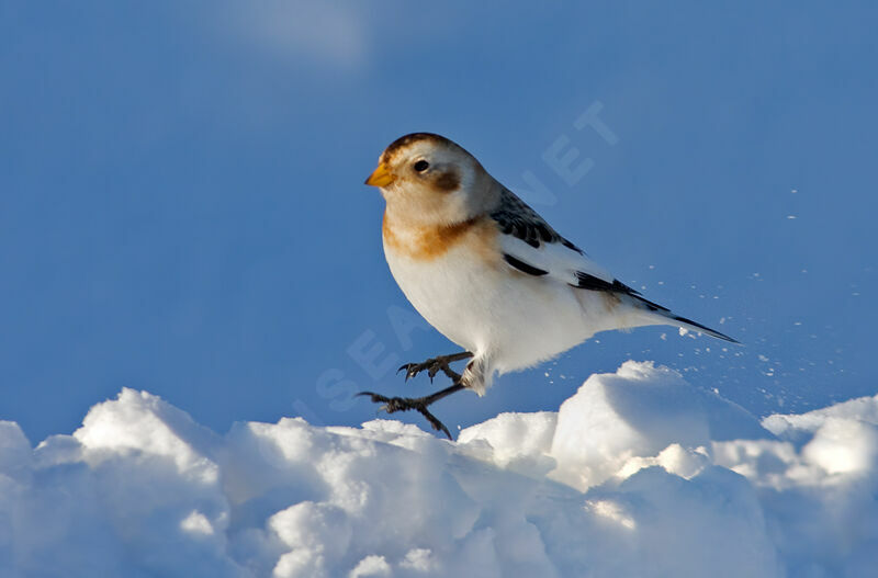 Bruant des neiges