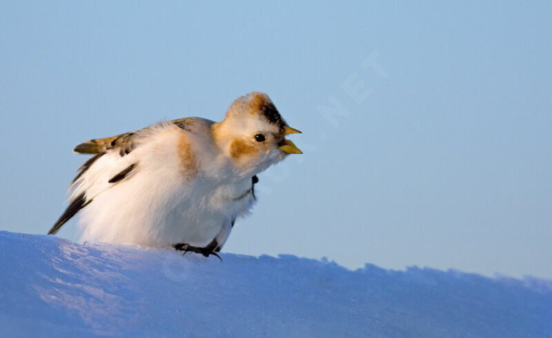 Snow Bunting