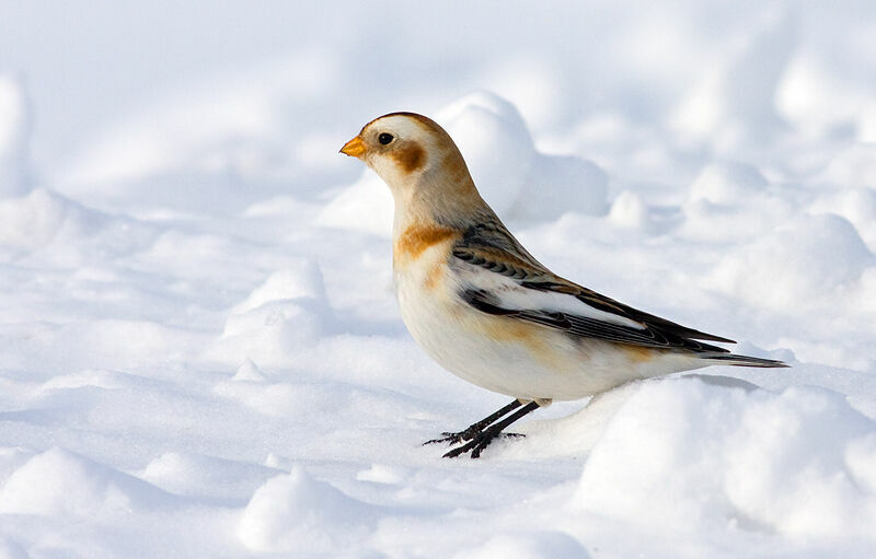 Snow Bunting, identification