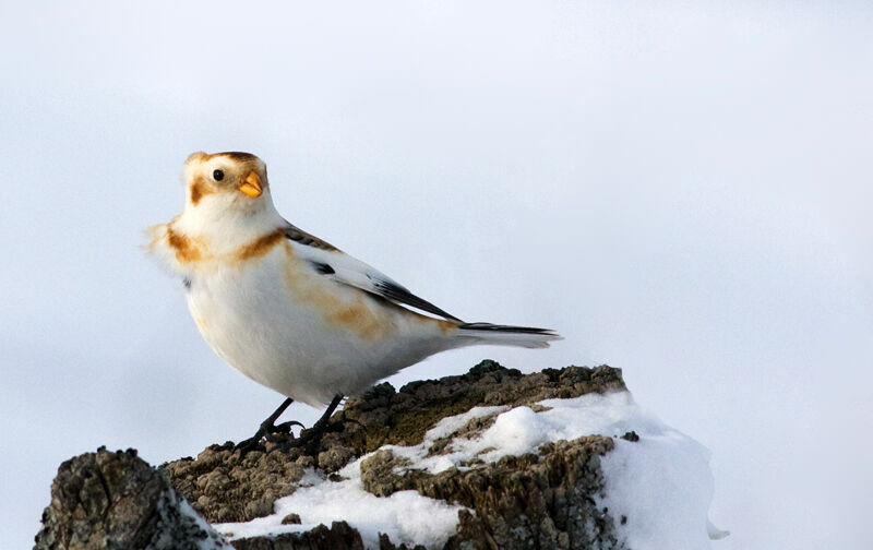 Snow Bunting, identification