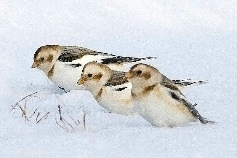 Snow Bunting