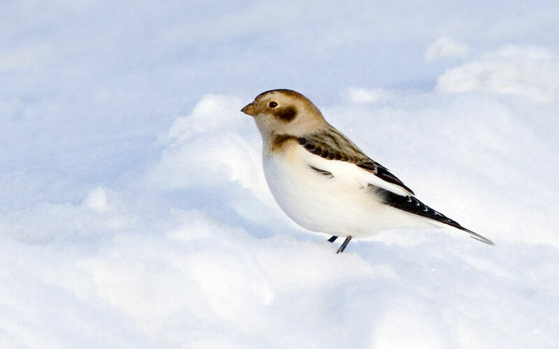 Snow Bunting