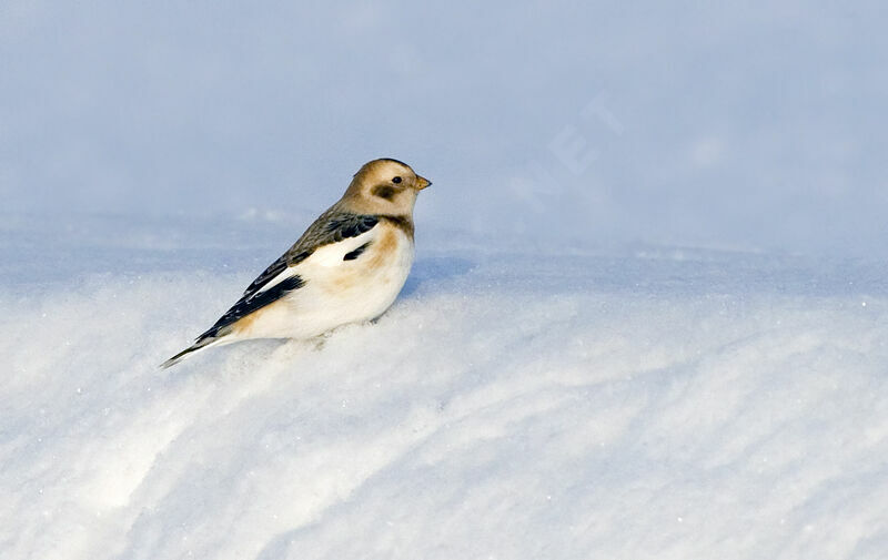 Snow Bunting