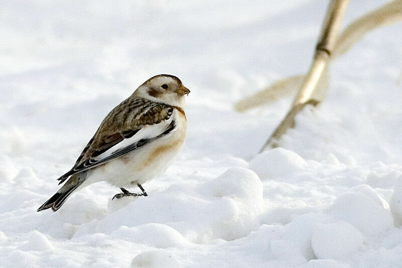 Snow Bunting