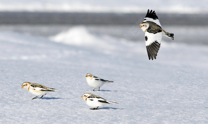 Snow Bunting