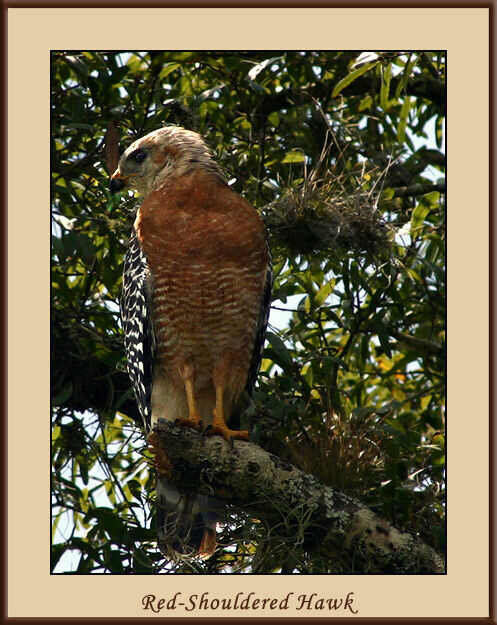 Red-shouldered Hawk