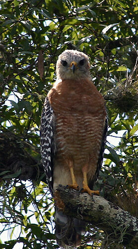 Red-shouldered Hawk