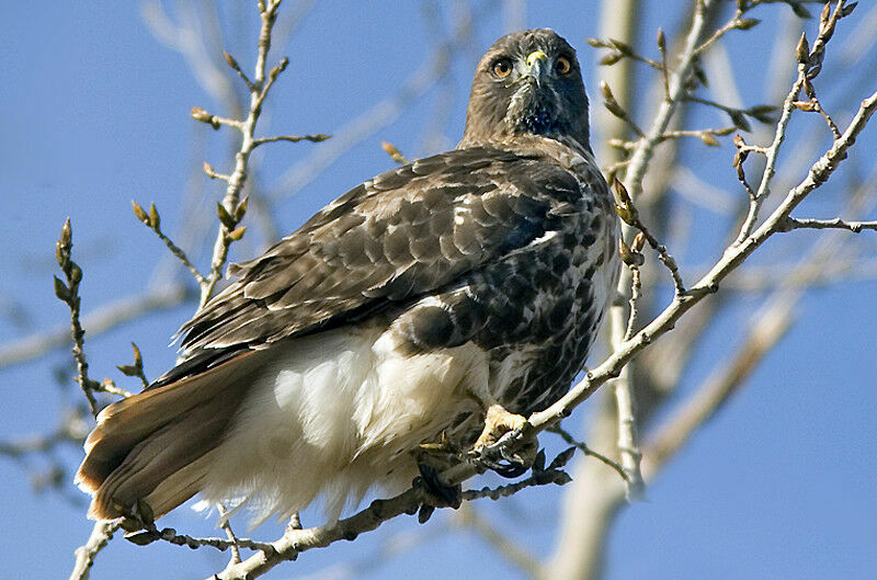 Red-tailed Hawk