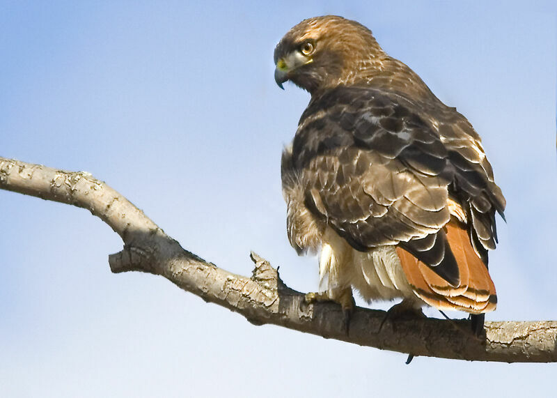 Red-tailed Hawk