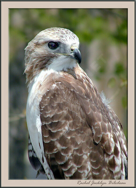 Red-tailed Hawk