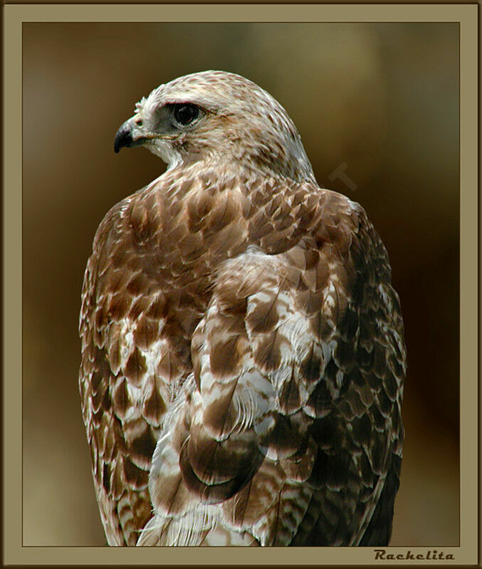 Red-tailed Hawk