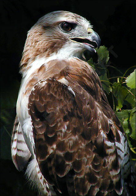 Red-tailed Hawk