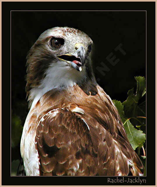 Red-tailed Hawk