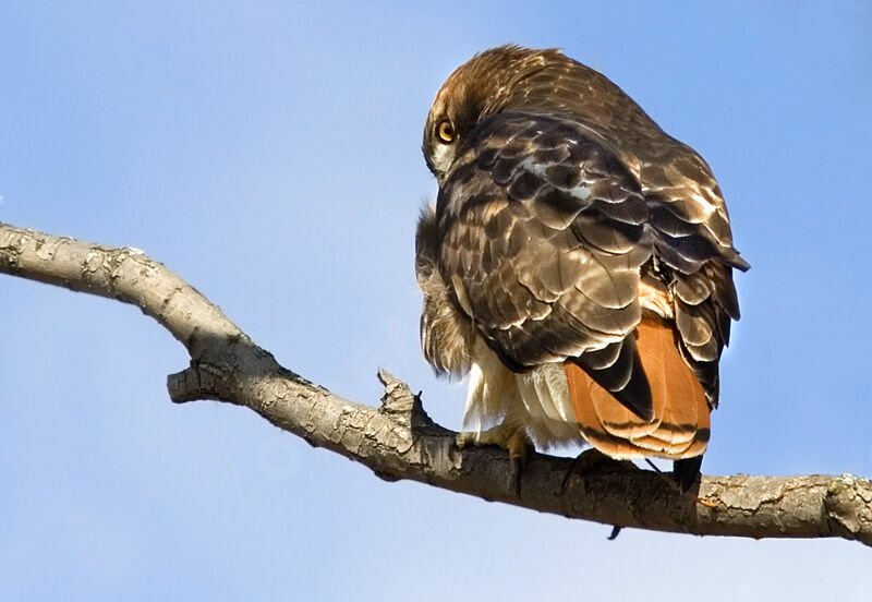 Red-tailed Hawk