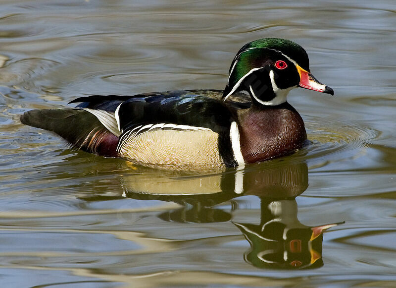 Wood Duck male adult