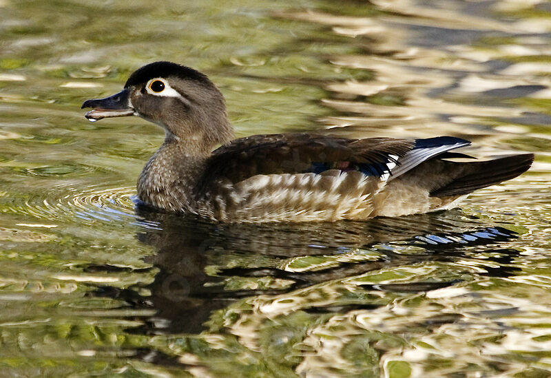 Canard carolin femelle adulte