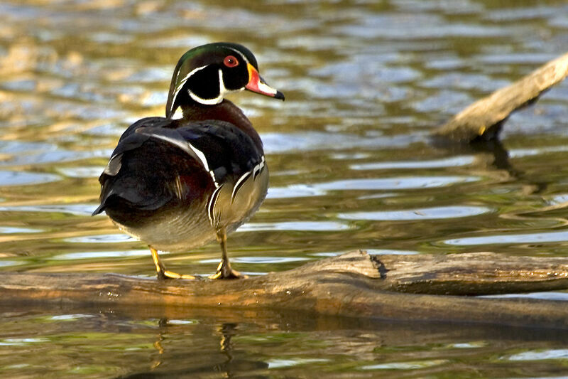 Canard carolin mâle adulte