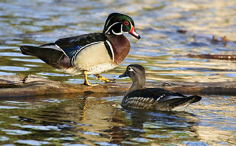 Wood Duck adult