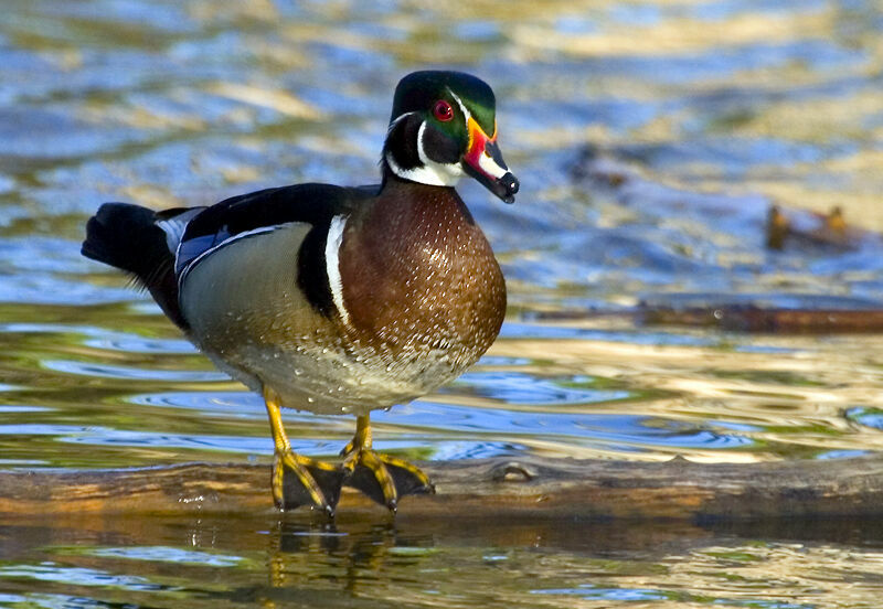 Canard carolin mâle adulte