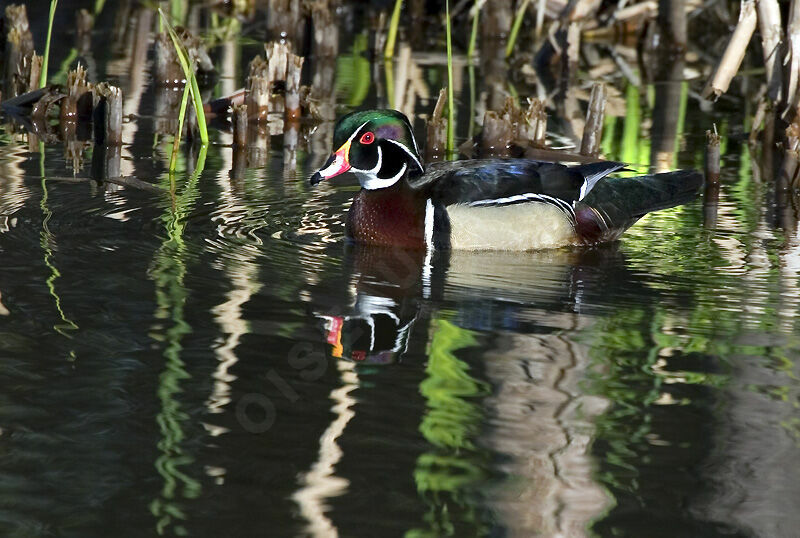 Wood Duck male adult