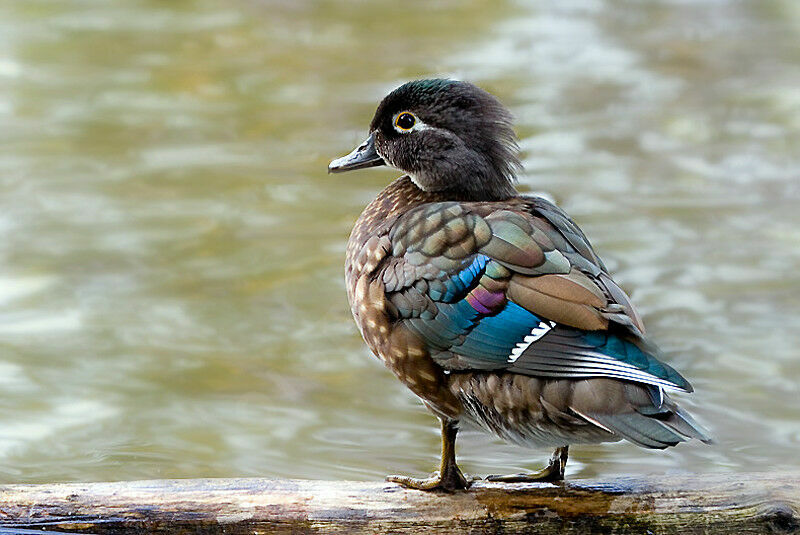 Canard carolin femelle adulte