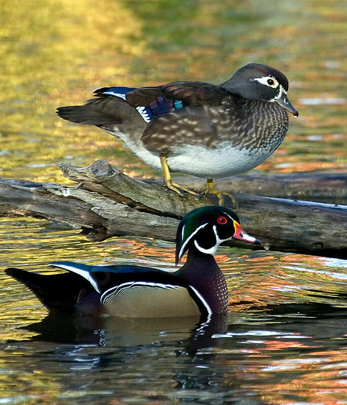 Canard carolin adulte nuptial