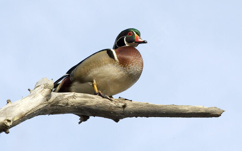 Canard carolin mâle adulte