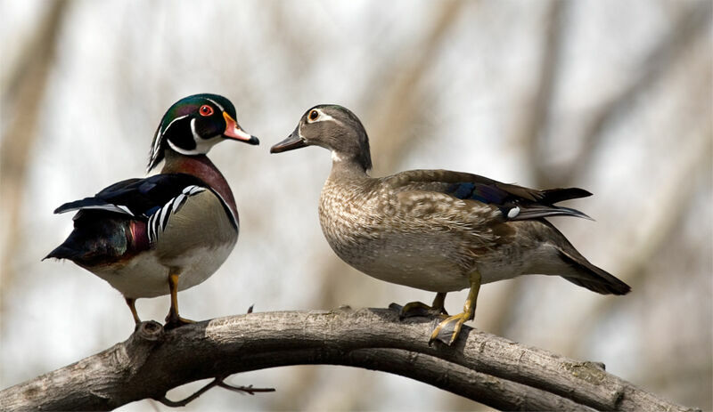 Canard carolin adulte nuptial