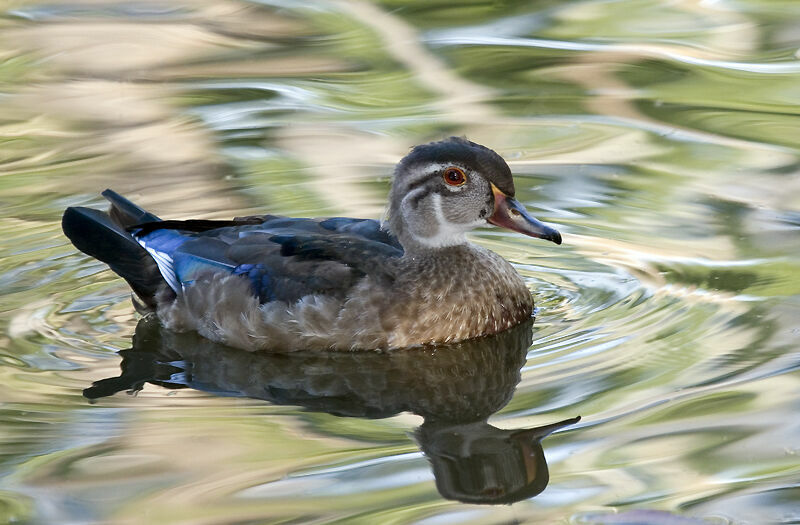 Canard carolin mâle juvénile